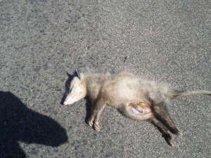 Oregon Coast Loop Dead Possum