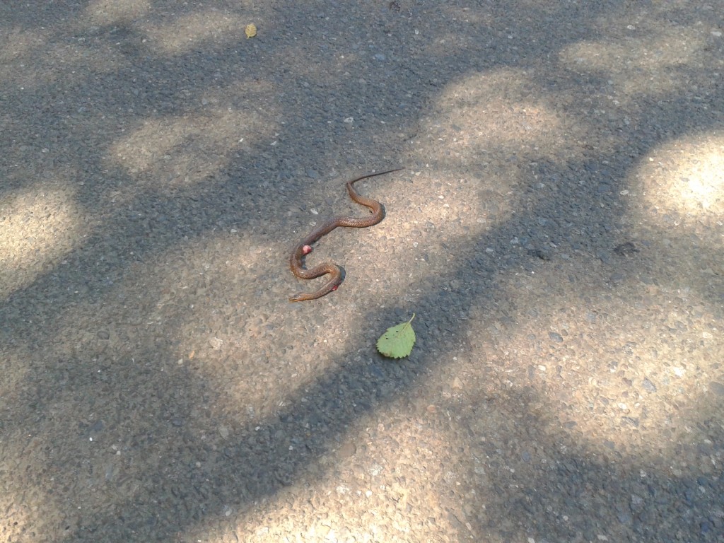 2013-08-19 Broken Snake