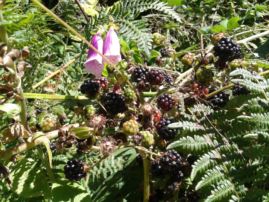 2013-08-19 Blackberries