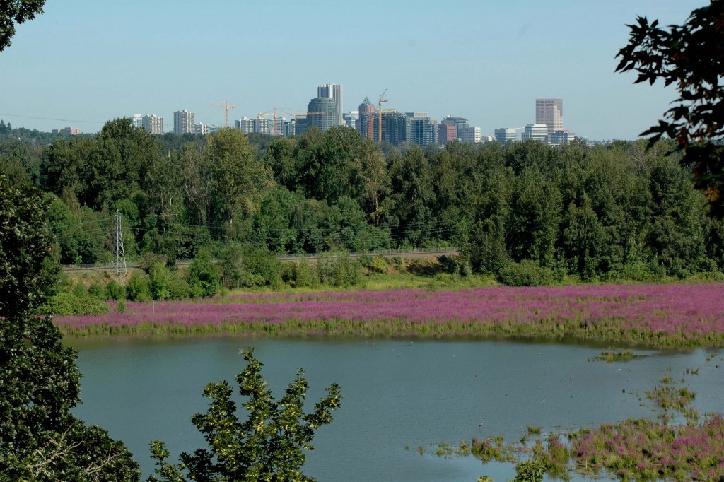 Portland Skyline from Oaks Bottom