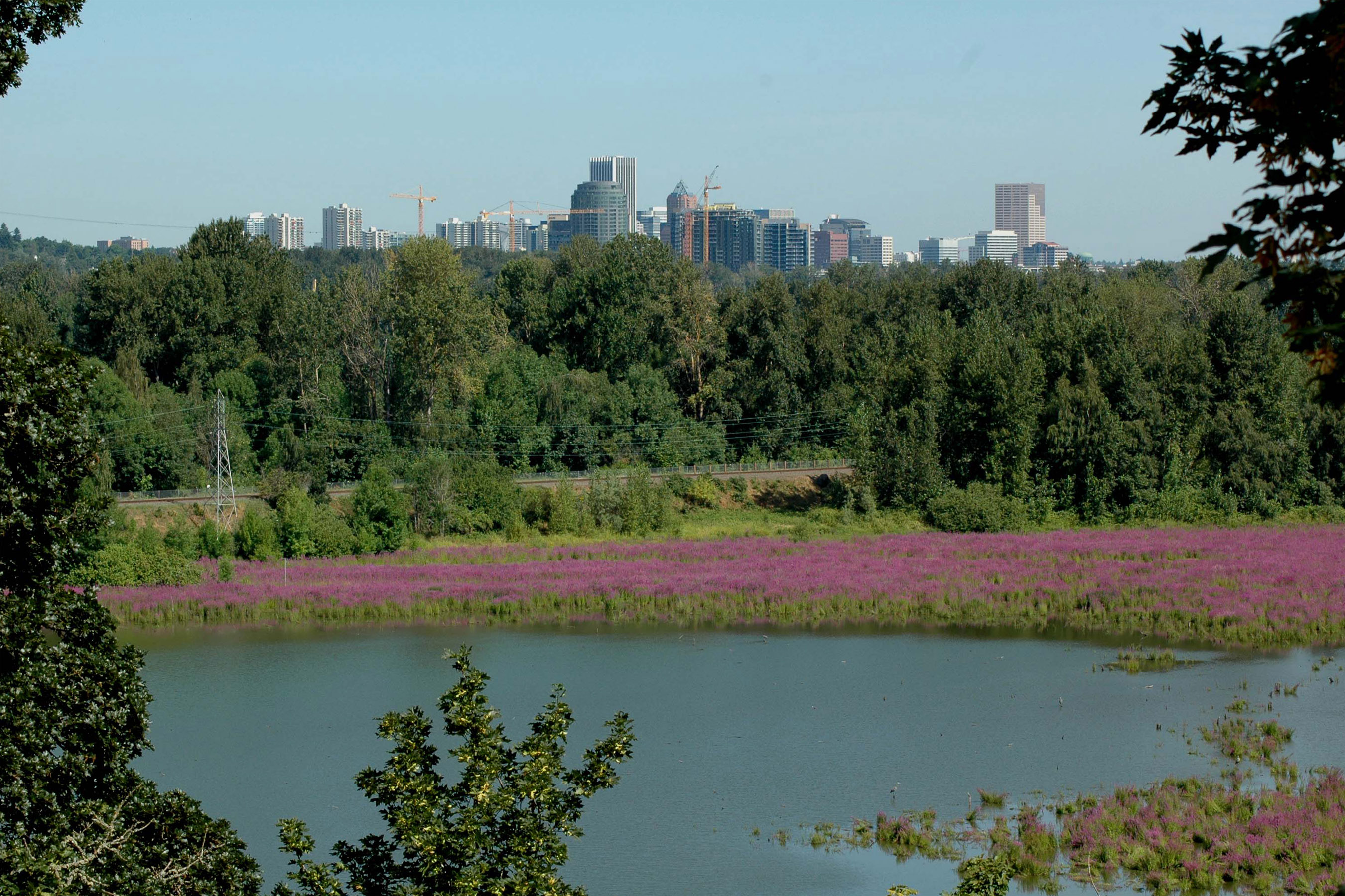 Portland Skyline from Oaks Bottom