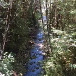 Quinalt Indian Reservation Bridge